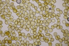 Metatrichia floriformis