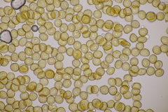 Metatrichia floriformis