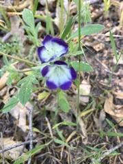 Phacelia davidsonii
