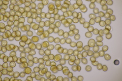 Metatrichia floriformis