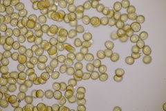 Metatrichia floriformis