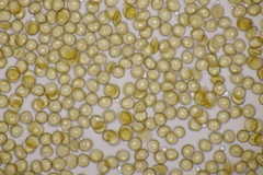 Metatrichia floriformis