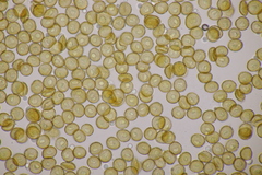 Metatrichia floriformis