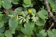 Peronospora corydalis