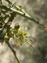 Koeberlinia spinosa tenuispina