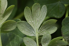 Peronospora corydalis