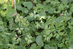 Peronospora corydalis