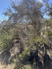 Koeberlinia spinosa tenuispina