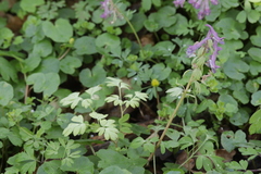 Peronospora corydalis