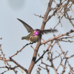 Calypte costae