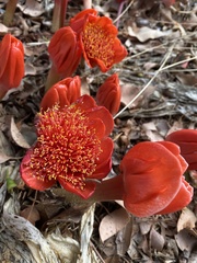 Haemanthus