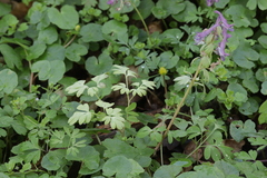 Peronospora corydalis