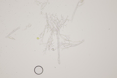 Peronospora corydalis