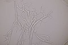 Peronospora corydalis