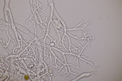 Peronospora corydalis