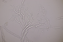 Peronospora corydalis