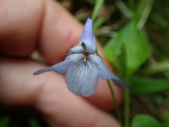 Viola labradorica