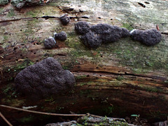 Tubifera magna
