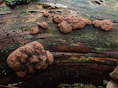 Tubifera magna