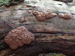 Tubifera magna