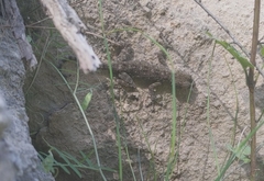 Ptyodactylus
