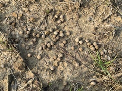 Lepus sinensis formosus