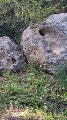 Ptyodactylus