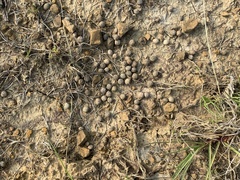 Lepus sinensis formosus