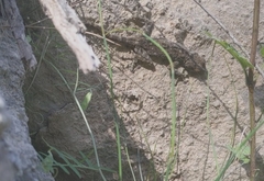 Ptyodactylus