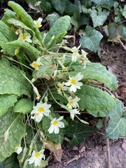 Primula vulgaris