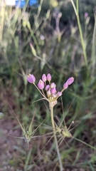 Allium akirense