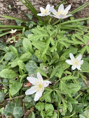 Anemonoides nemorosa