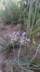 Allium akirense