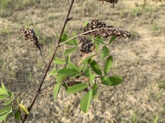 Grona heterocarpos strigosa