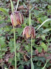 Fritillaria montana