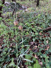 Fritillaria montana