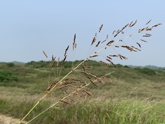 Sorghum nitidum