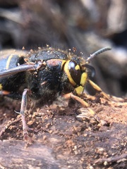 Dolichovespula media