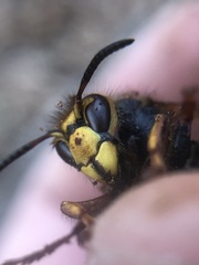 Dolichovespula media