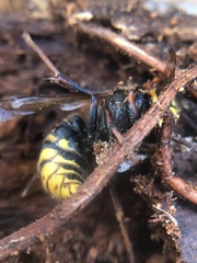 Dolichovespula media