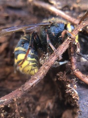 Dolichovespula media