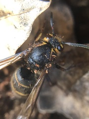 Dolichovespula media