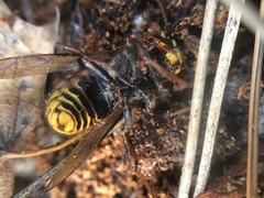 Dolichovespula media