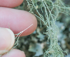 Usnea intermedia