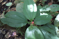 Miconia microphysca