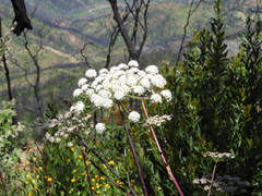 Angelica californica