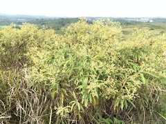 Blumea balsamifera