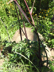 Angelica californica