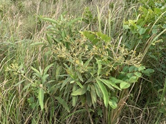 Blumea balsamifera