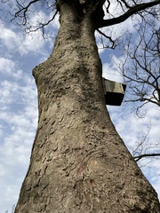 Magnoliopsida